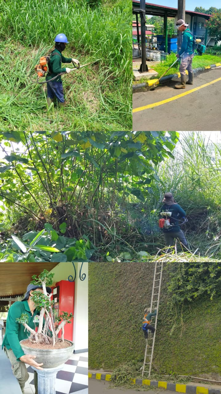 Perawatan Taman Skala B2B ataupun komplek perumahan. Kami menyediakan Manpower Gardener untuk pabrik maupun office. Gardener kami selalu bekerja dengan SOP. Tigaputrajaya.com Garden Arrangements menerima babat rumput, babat hutan, pangkas teh-tehan ataupun pucuk merah Jabodetabek Jakarta, Depok, Bogor, Tangerang, Bekasi, Cikarang.