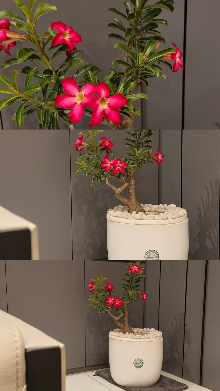 Rental tanaman hias untuk office. Pengiriman se-jabodetabek Jakarta, Depok, Bogor, Tangerang, Bekasi, Cikarang. Gratis sewa pot selama masa rental tanaman. Dirawat oleh controller profesional Tigaputrajaya.com Garden Arrangements. Gratis kontrol sekaligus pemupukan. Tanaman mati saat masa rental kami ganti.